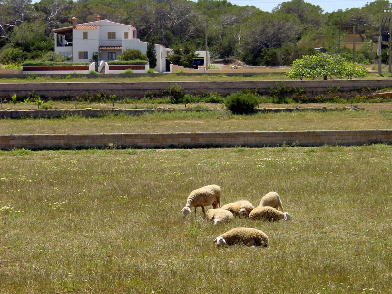 Formentera39