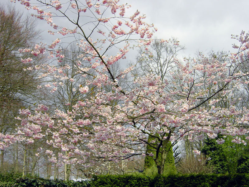 keukenhof_668