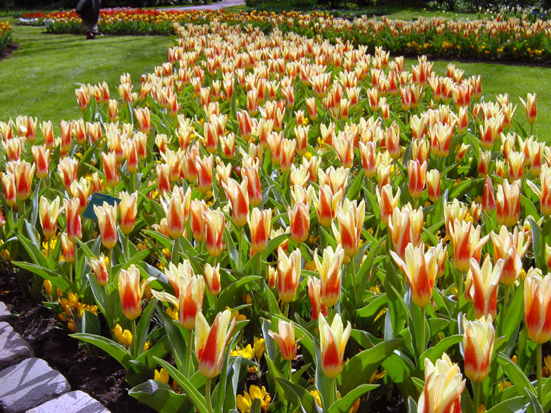 keukenhof_684