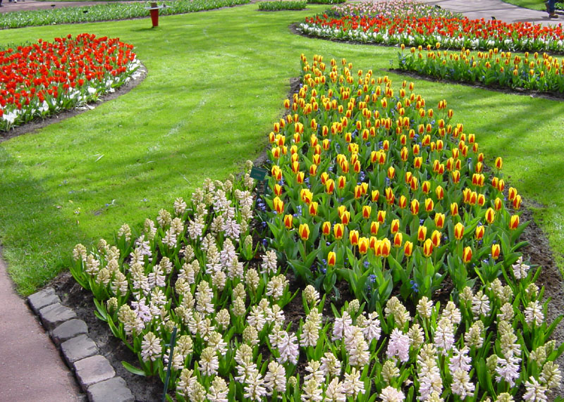 keukenhof_685