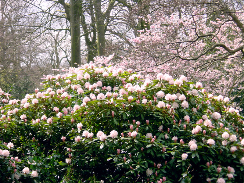 keukenhof_690