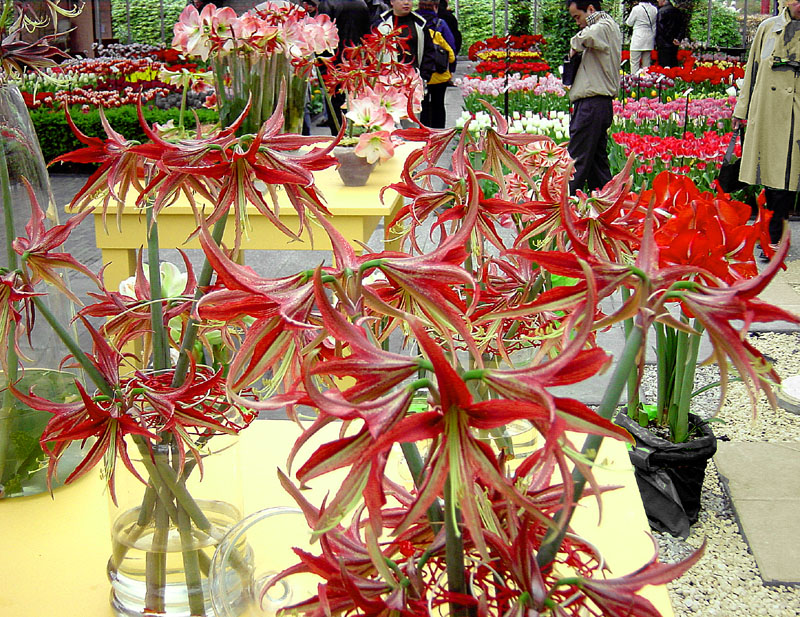 keukenhof_705