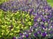 keukenhof_681