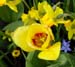 keukenhof_689