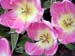 keukenhof_695