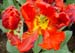 keukenhof_700