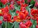 keukenhof_701
