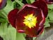 keukenhof_702