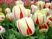 keukenhof_703