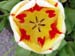 keukenhof_704