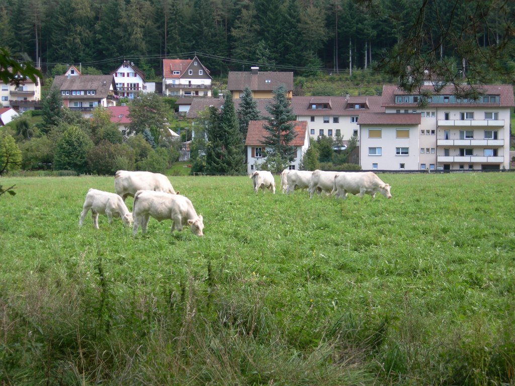Enzklösterle-Schwarzwald-5015