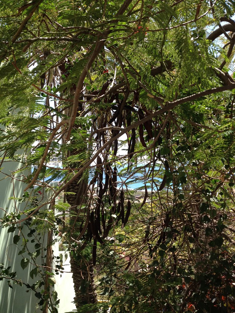 La Gomera 2015-813