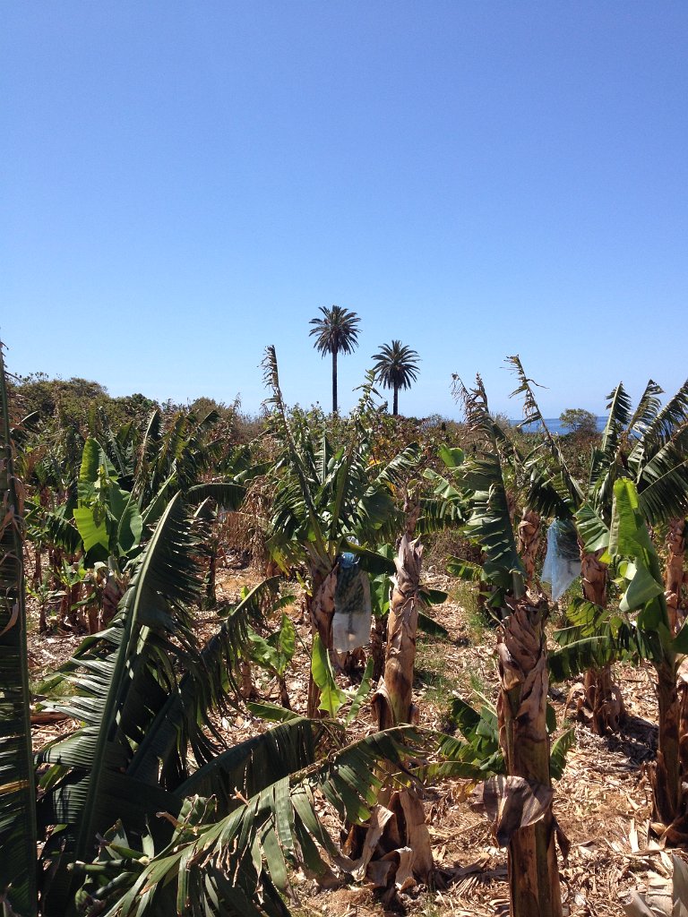 La Gomera 2015-858