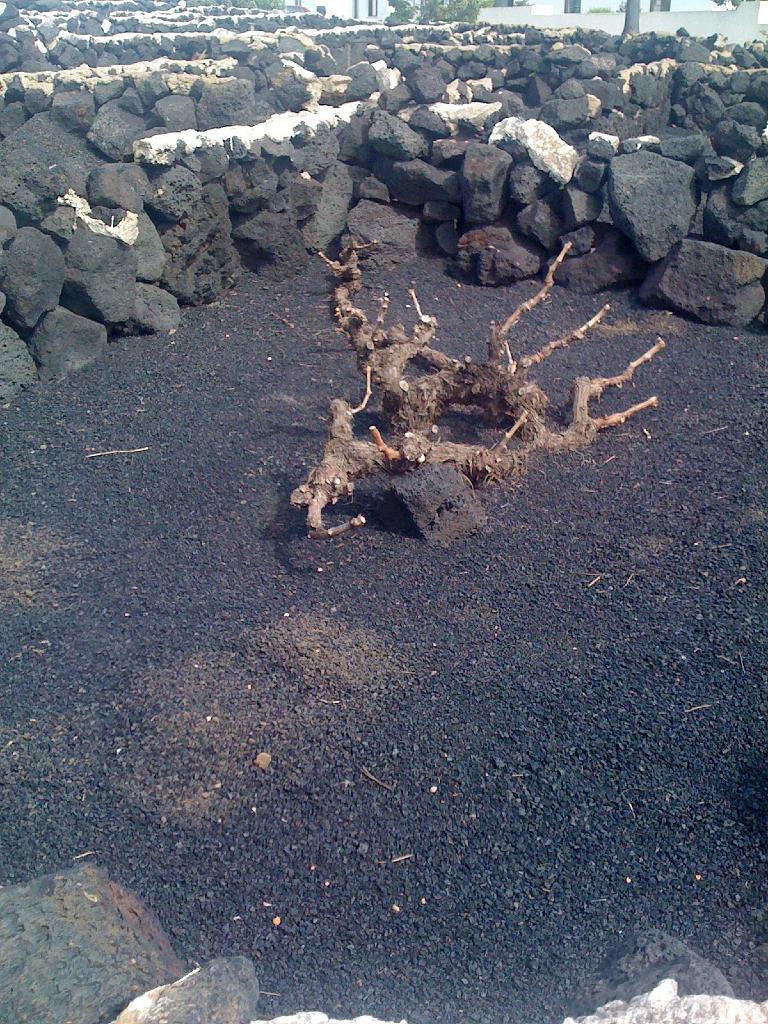 Lanzarote79.jpg