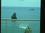 Melia_Madeira_Mare_334