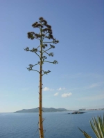 Ibiza2005-415 